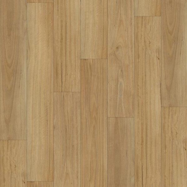Native Blackbutt