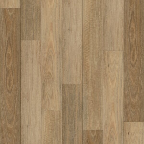 Native Spotted Gum