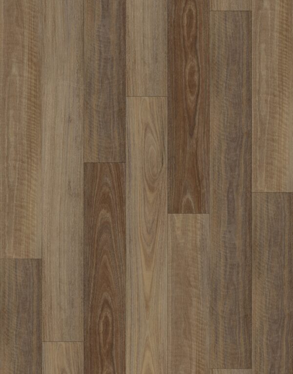 Wild Spotted Gum